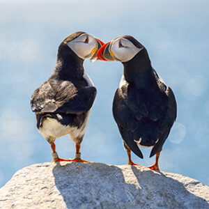 Two birds perched on a rock