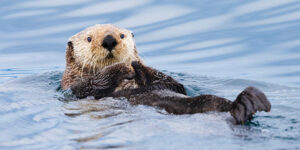 Sea otter floating on its back looking at you.