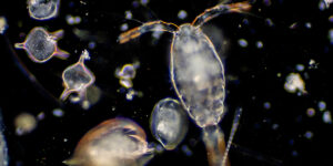 Plankton are organisms drifting in oceans and seas. Zooplankton.