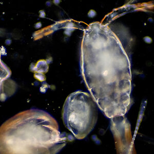 Plankton are organisms drifting in oceans and seas. Zooplankton.
