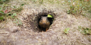 A ground squirrel in the hole