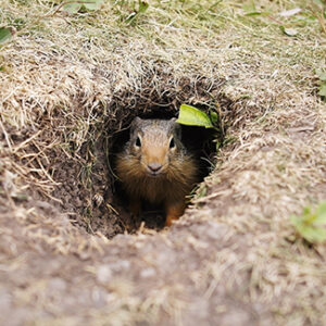 A ground squirrel in the hole