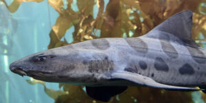 large shark swimming