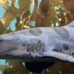 large shark swimming