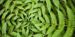 Center of a fern illustrating a fractal - never-ending pattern.