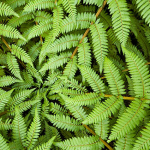 Center of a fern illustrating a fractal - never-ending pattern.
