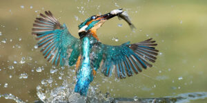 Large colorful bird with a fish in it's mouth taking flight out of the water