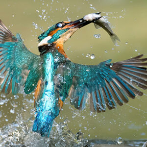 Large colorful bird with a fish in it's mouth taking flight out of the water