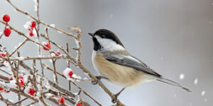 A black capped chickadee (Poecile atricapillus) perching on winter berries.