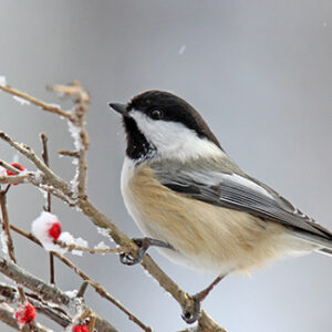 A black capped chickadee (Poecile atricapillus) perching on winter berries.