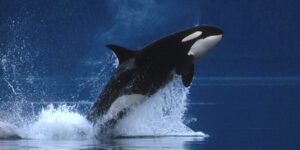 Pacific Northwest Orca jumping out of the water.
