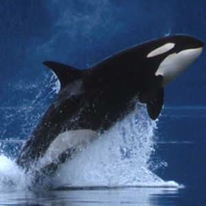 Pacific Northwest Orca jumping out of the water.