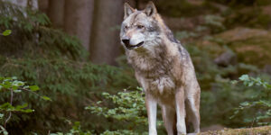 Wolf standing in a forest