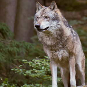 Wolf standing in a forest